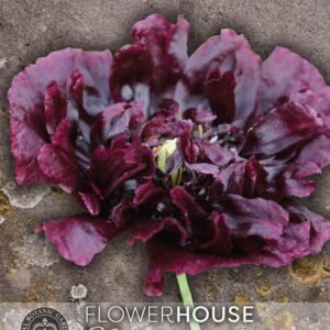 Thompson & Morgan Kew Flower Poppy Papaver Paeony Double Black - 600 Seeds