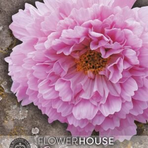 Thompson & Morgan Kew Flower Cosmos bipinnatus Double Click Rose Bonbon - 25 Seeds