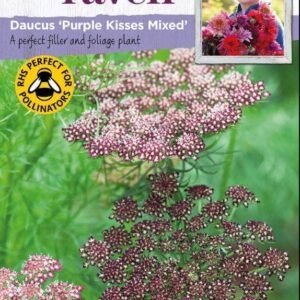Johnsons Flowers Sarah Raven's Cut Flowers Daucus Purple Kisses Mixed 150 Seeds