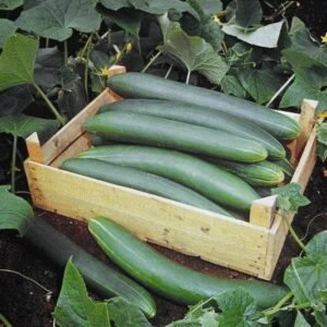 Organic Cucumber Tanja Seeds