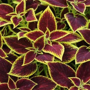 Coleus Crimson Gold Seeds