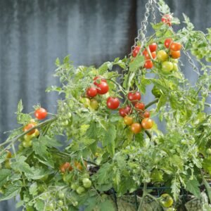 Kings Seeds Tomato Lizzano F1 Hybrid 7 Seeds