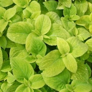 Coleus Wizard Golden Seeds