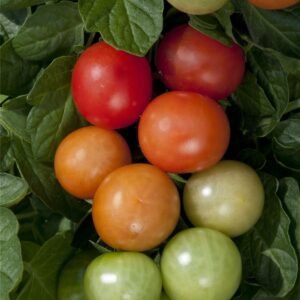 Tomato Christmas Grapes Seeds