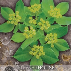 Thompson & Morgan Kew Flower Bupleurum rotundifolium Green Gold - 150 Seeds