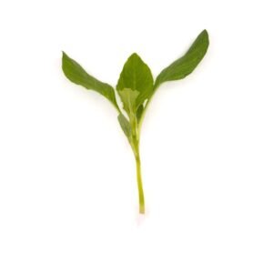 Microgreens Baby Leaves Amaranthus Green Giant Seeds