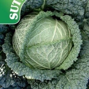 Sutton Seeds - Cabbage (Savoy) Seeds - F1 Serpentine