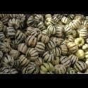 Winter Squash Sweet Dumpling Seeds