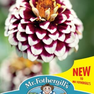 Mr Fothergills - Flower - Zinnia - Jazzy Red - 75 Seeds