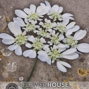 Thompson & Morgan Kew Flower Orlaya grandiflora - 30 Seeds