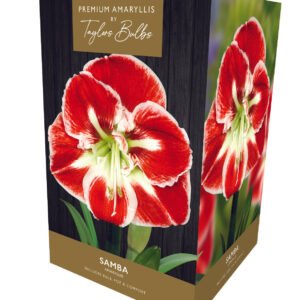 Taylors - Amaryllis Bulb Samba Semi-Double Red with White Striped Flowers - Gift Pack