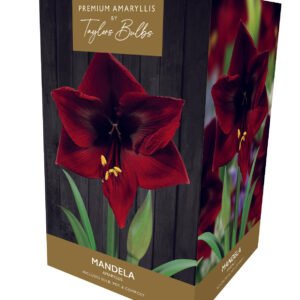 Taylors Amaryllis Bulb Gift Pack Mandela - Deep Red Flower