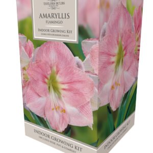 Taylors - Amaryllis Bulb Gift pack - Flamingo - Pale Pink with White Flower