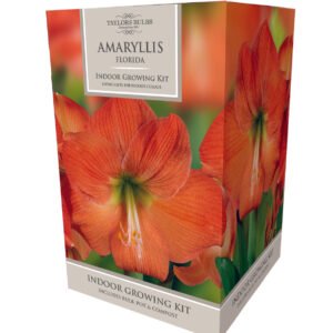 Taylors Amaryllis Bulb Gift Pack Florida - Orange Flower