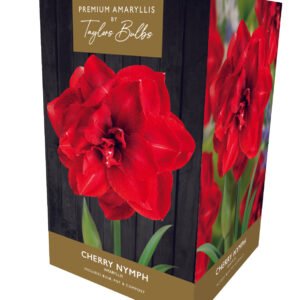 Taylors - Amaryllis Bulb Gift Pack - Cherry Nymph - Double Red Flowers