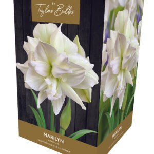 Amaryllis Bulb Marilyn White Flower Gift Pack