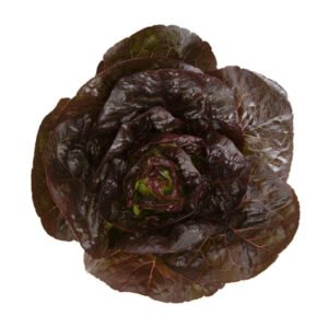 Lettuce Red Gem Alaine RZ (41-454) Seeds