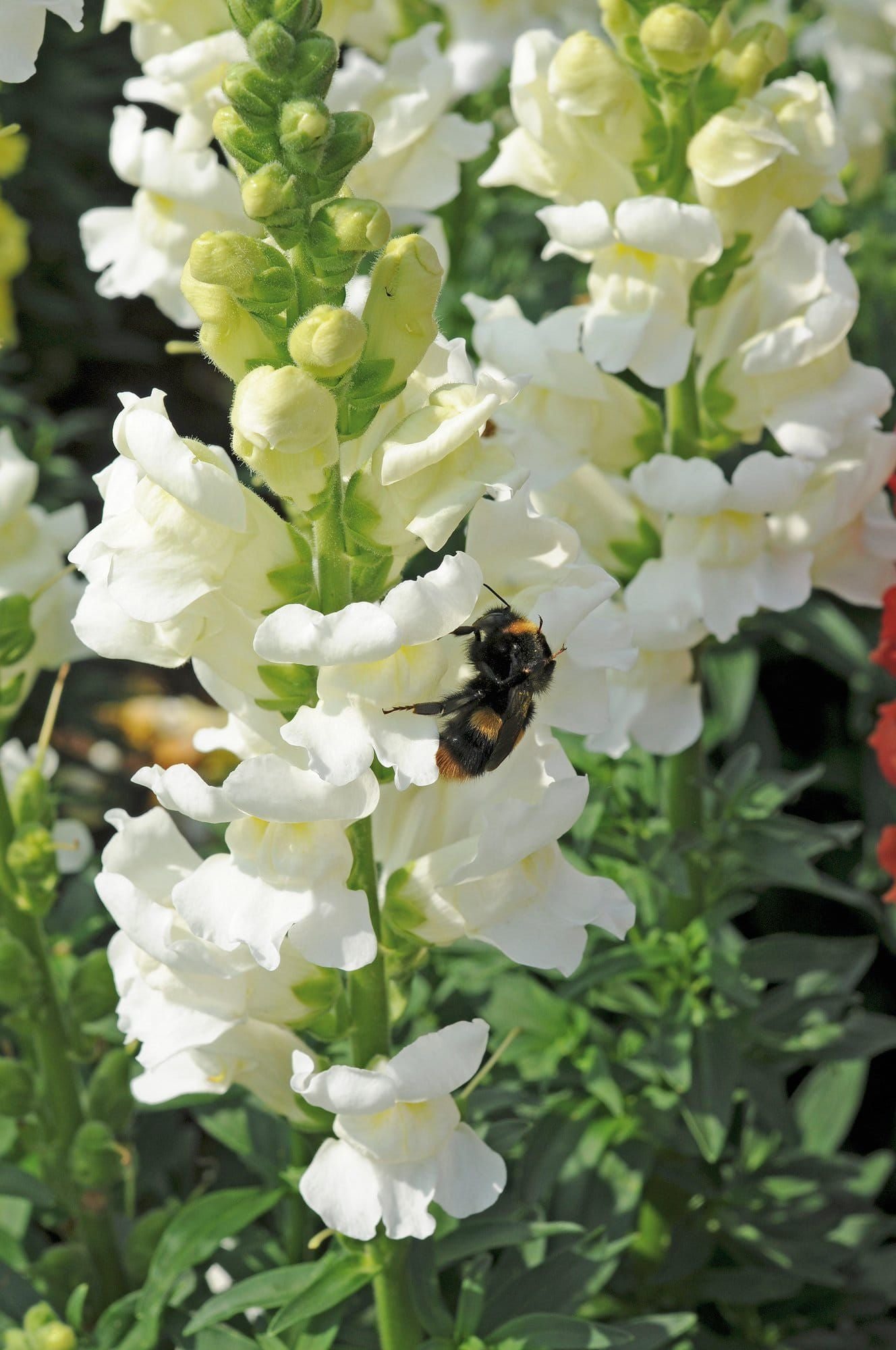 Antirrhinum_Liberty_White_01_comp_3b39b75c-e886-4e24-9b11-5fda4f1ac1e1.jpg