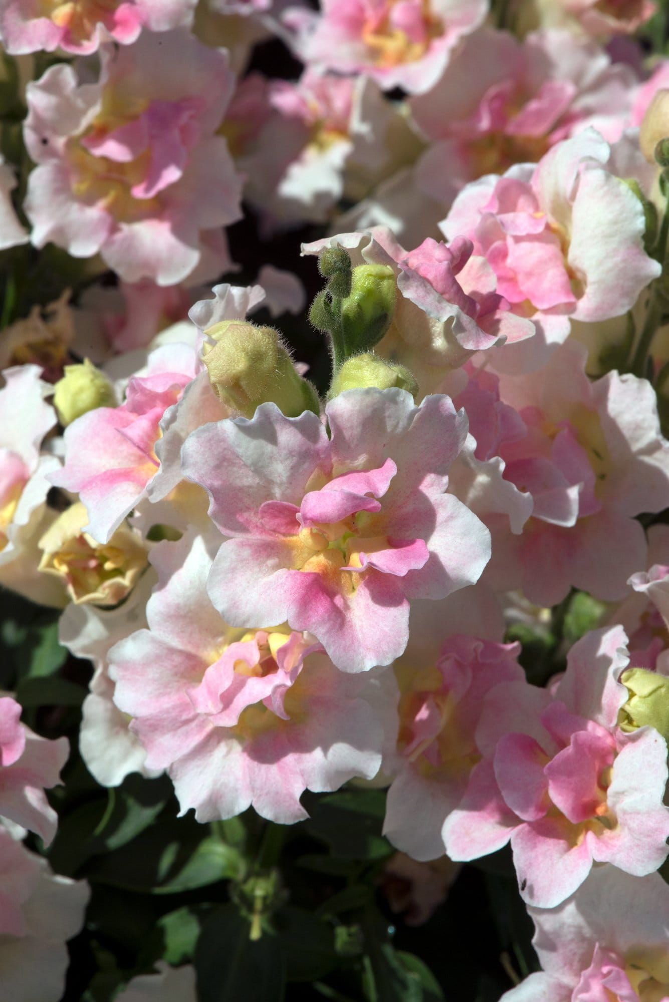 Antirrhinum_Twinny_Appleblossom_comp_a5c50b64-ee56-440e-947e-214006f2262d.jpg