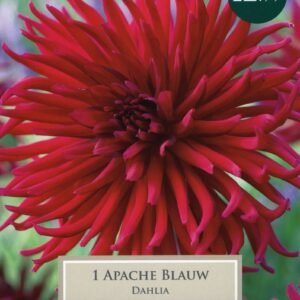 Taylors Dahlia - Cactus Type - Apache Blauw -1 Tuber