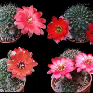 Cactus - Aylostera Mixed Species Seeds