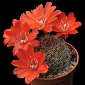 Cactus - Aylostera brunescens Seeds