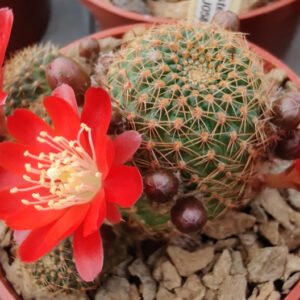 Cactus - Aylostera fusca Seeds