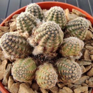Cactus - Aylostera haagei Seeds