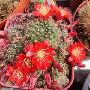 Cactus - Aylostera pseudominuscula Seeds