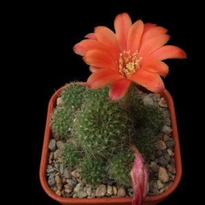 Cactus - Aylostera tarvitaensis Seeds