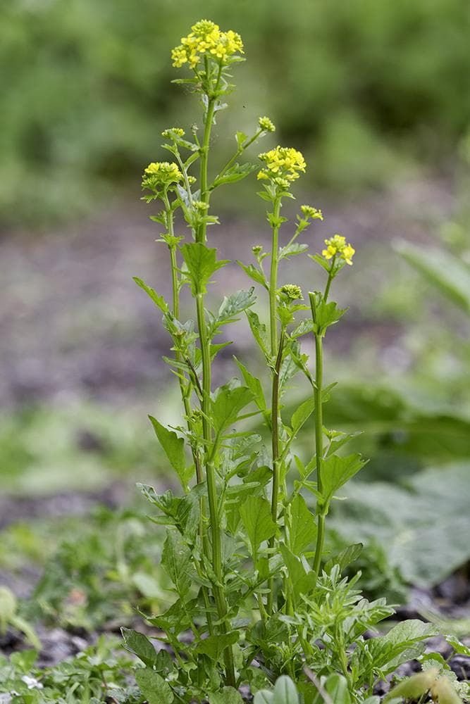 Barbarea_Vulgaris_Winter_Cress_comp_c7060078-4bce-4169-9c6d-55f032af6d44.jpg