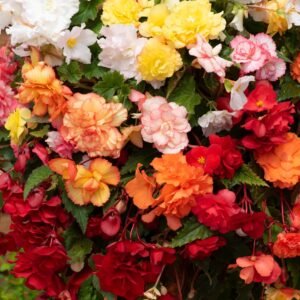 Begonia Sun Dancer Mix Seeds