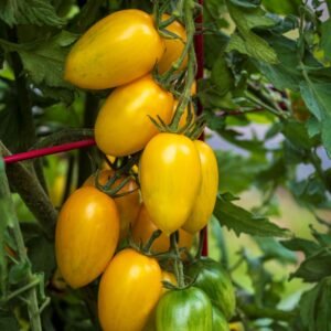 Tomato Bliss F1 Hybrid Seeds