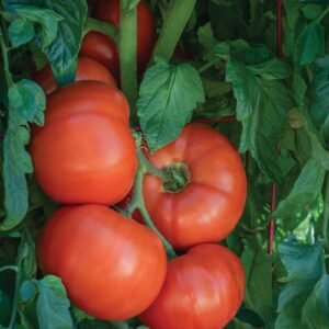 Tomato Bodacious F1 Hybrid Seeds