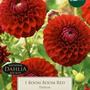 Taylors Flower - Dahlia - Ball Type - Boom Boom Red - 1 Tuber