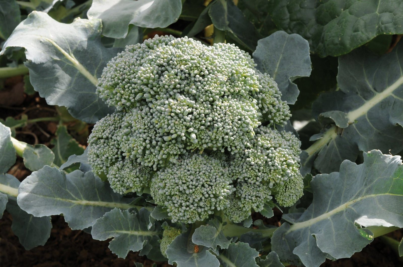 Broccoli_Marathon_comp_28a0c7ba-0a9e-4b45-a0eb-11f331403195.jpg