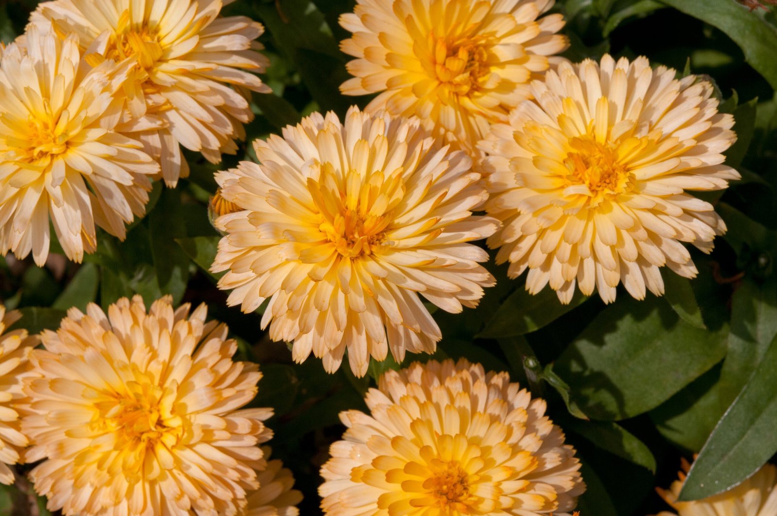 Calendula_Apricot_Twist_Bloom_50503-scaled-1.jpg