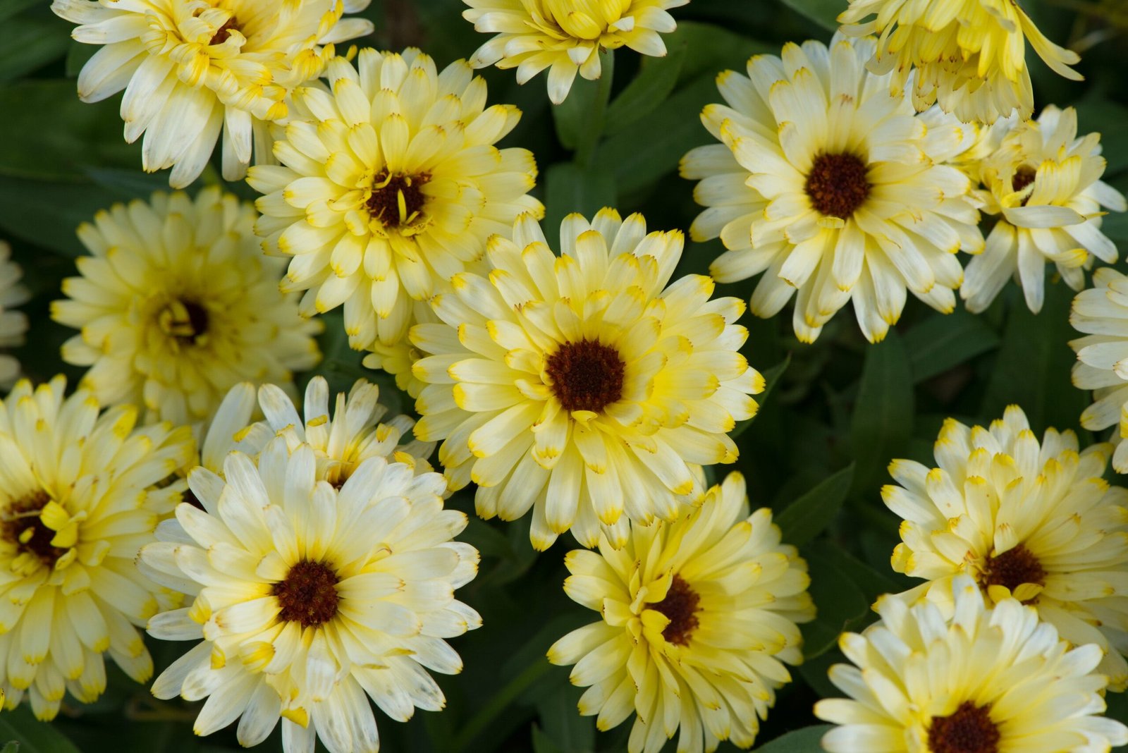 Calendula_Lemon_Twist_Bloom_50501-scaled-1.jpg