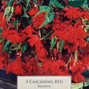Taylors Begonia - Cascading Red - 3 Tubers - Hanging Basket