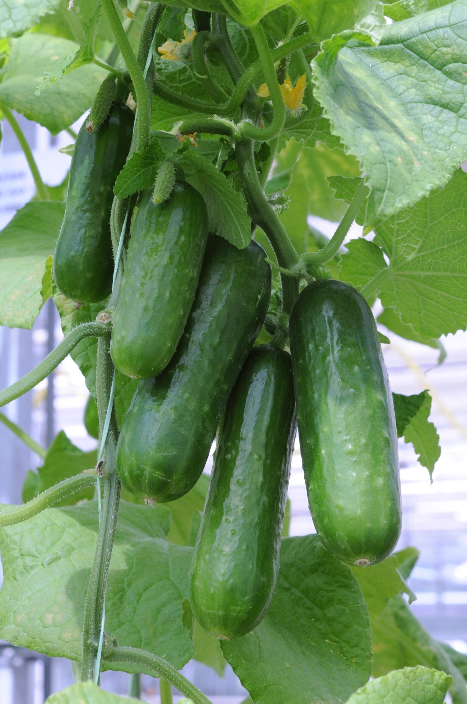 Cucumber_Picolino_Vegetable_50209-scaled-1.jpg