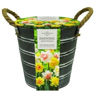 Taylors Outdoor Metal Buckets Mixed Double Daffodils