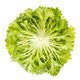 Lettuce Blond Crispy Exwatch RZ - LS11215 Seeds