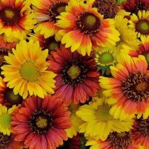 Gaillardia Mesa Mixed Seeds