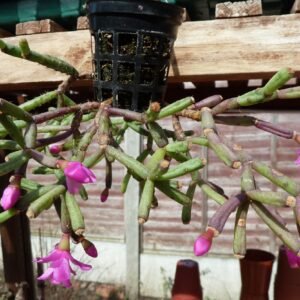 Cactus - Hatiora herminiae Seeds