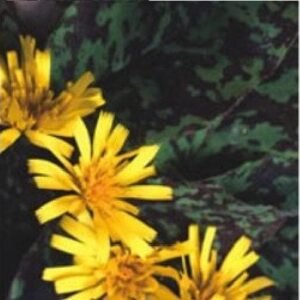 Hieracium Chocolate Dip Seeds