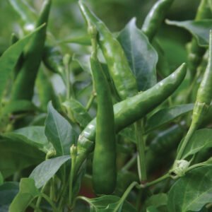 Pepper (Chilli) Toofan Seeds