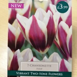 Taylors - Tulip Chansonette- 11/12cm - 7 Bulbs