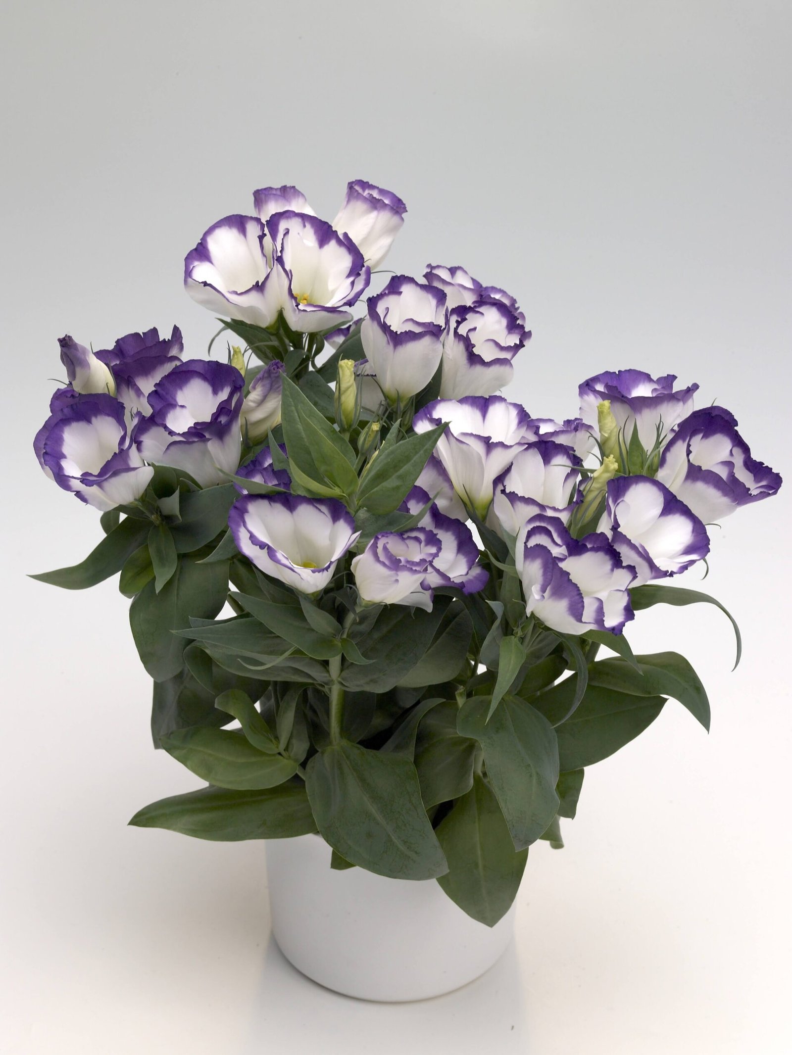 LisianthusCarmenBlueRimFRS153-01-scaled-1.jpg