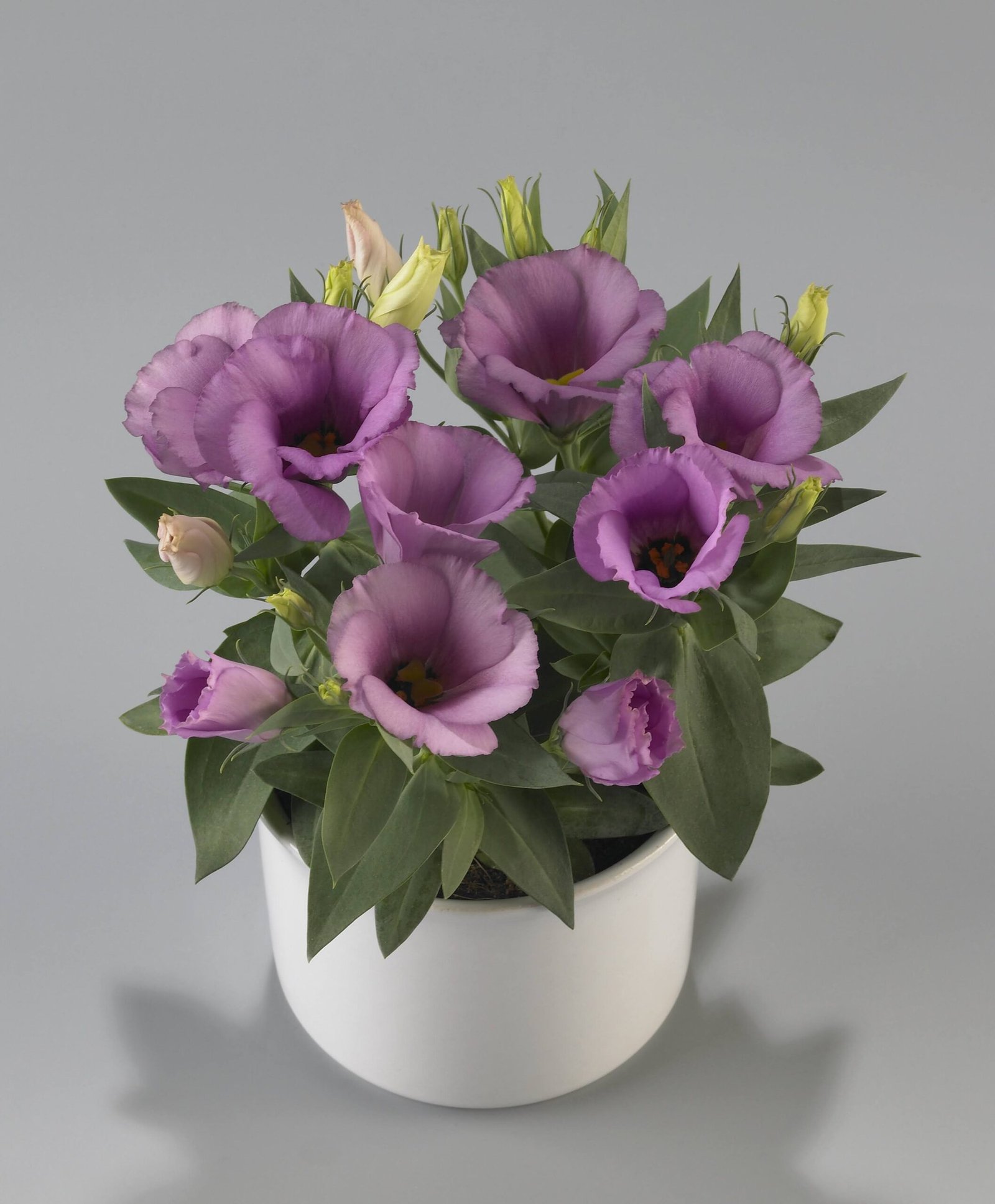 LisianthusCarmenLilacFRS152-01-scaled-1.jpg