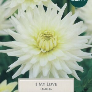 Taylors Flower - Dahlia - Cactus Type - My Love - 1 Tuber